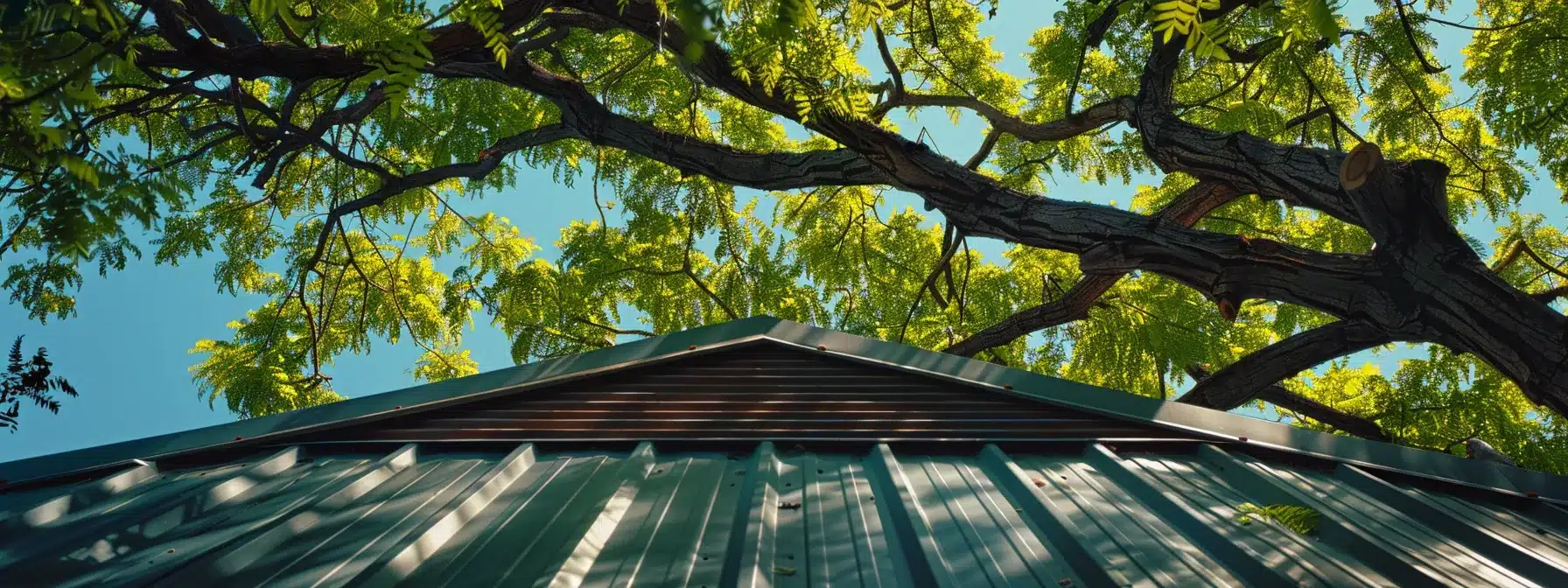 a sturdy metal roof beneath a healthy, vibrant tree with no overhanging branches.